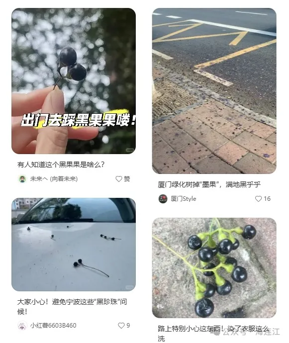 小心这种黑色果子！连江街头已大量出现！
