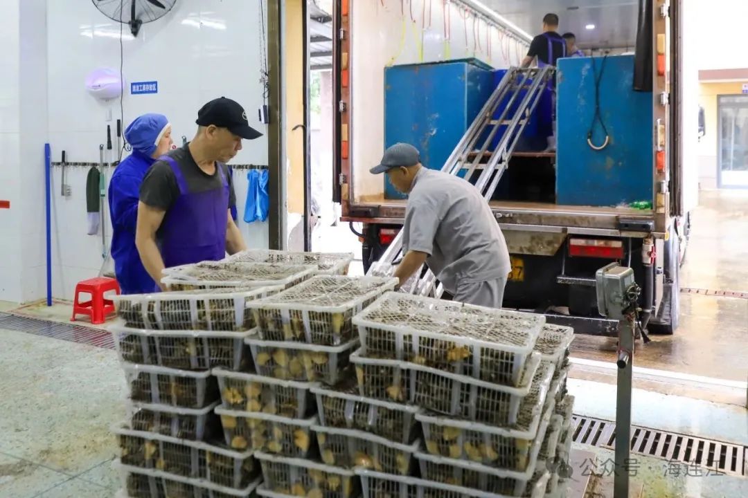 年产量超5000吨！连江这家企业卖“鲍”了！