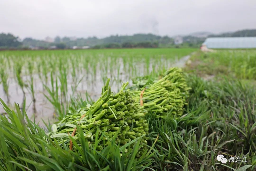 连江这道小菜“身价500万”！