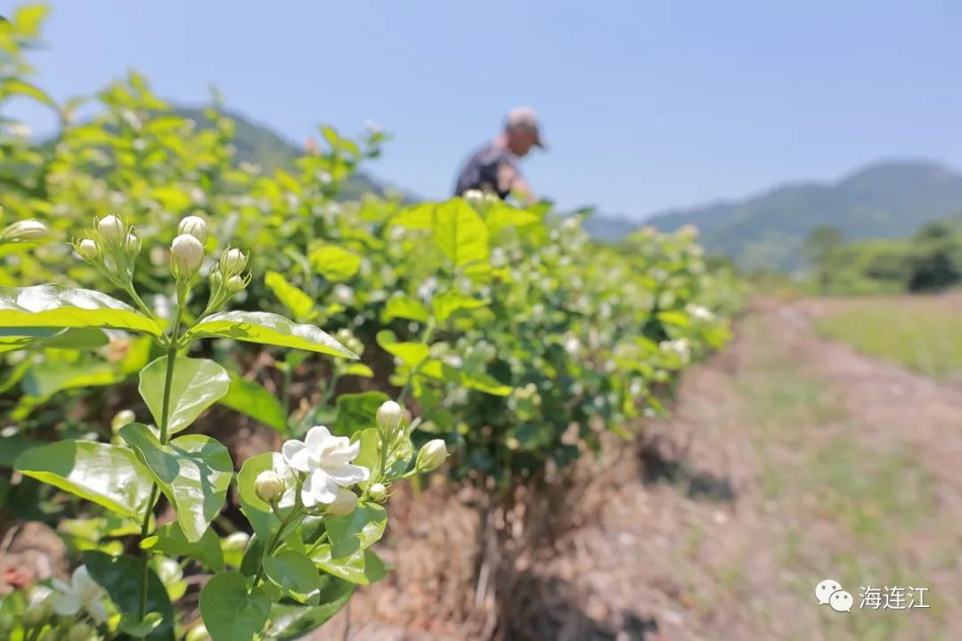 香！香！香！连江这朵“花”誉享福建