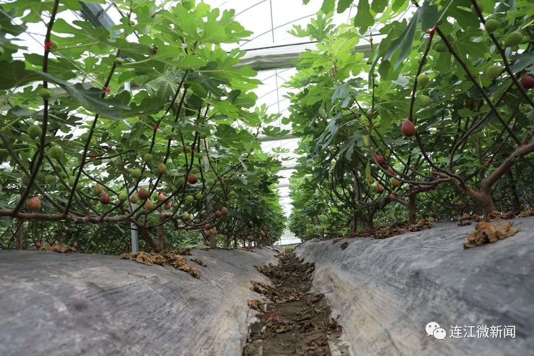 盐碱地上开出的“花”