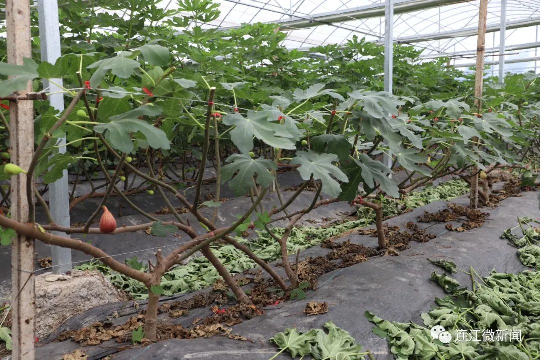 盐碱地上开出的“花”