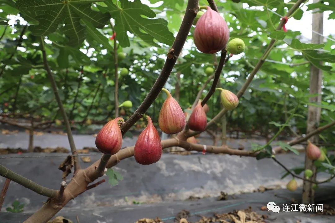 盐碱地上开出的“花”