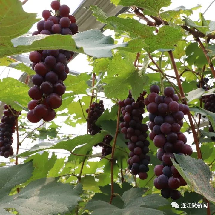 盐碱地上开出的“花”