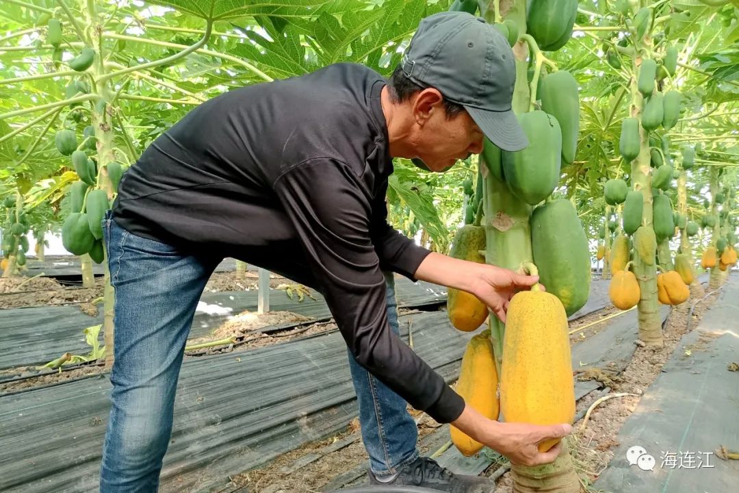 台湾引进！连江试种成功！