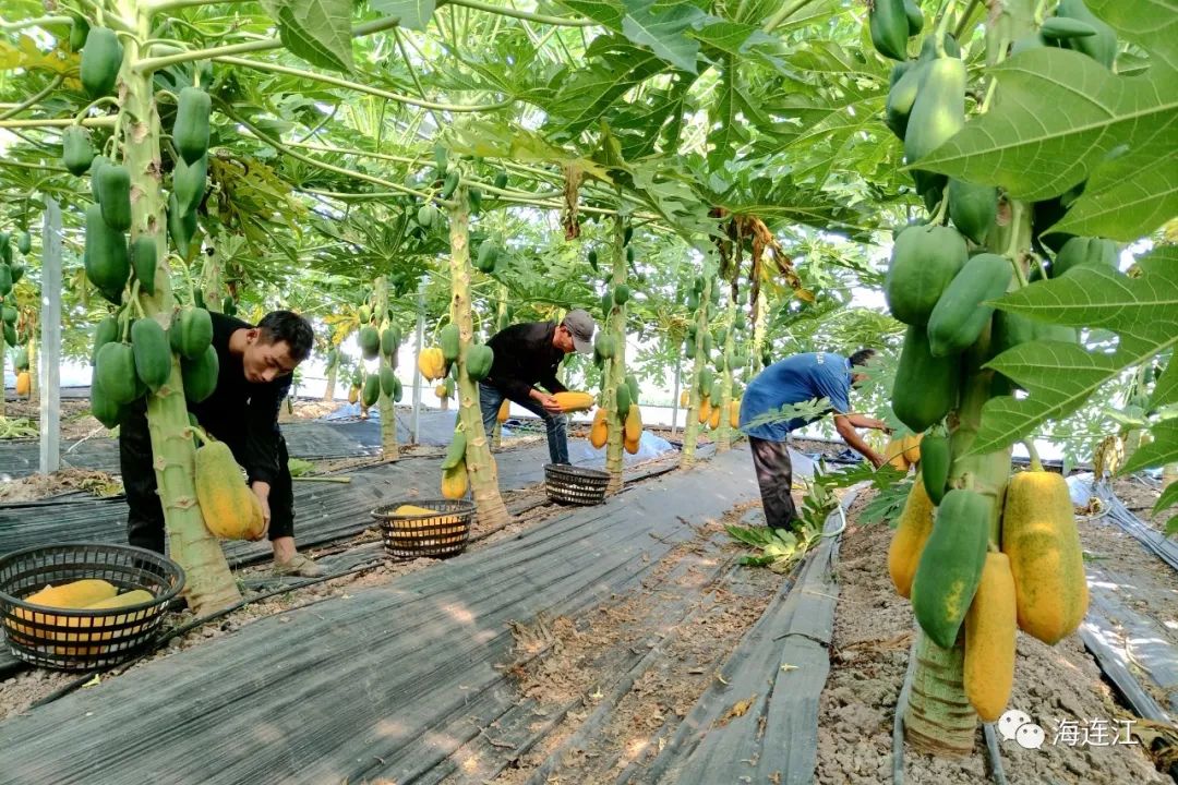 台湾引进！连江试种成功！