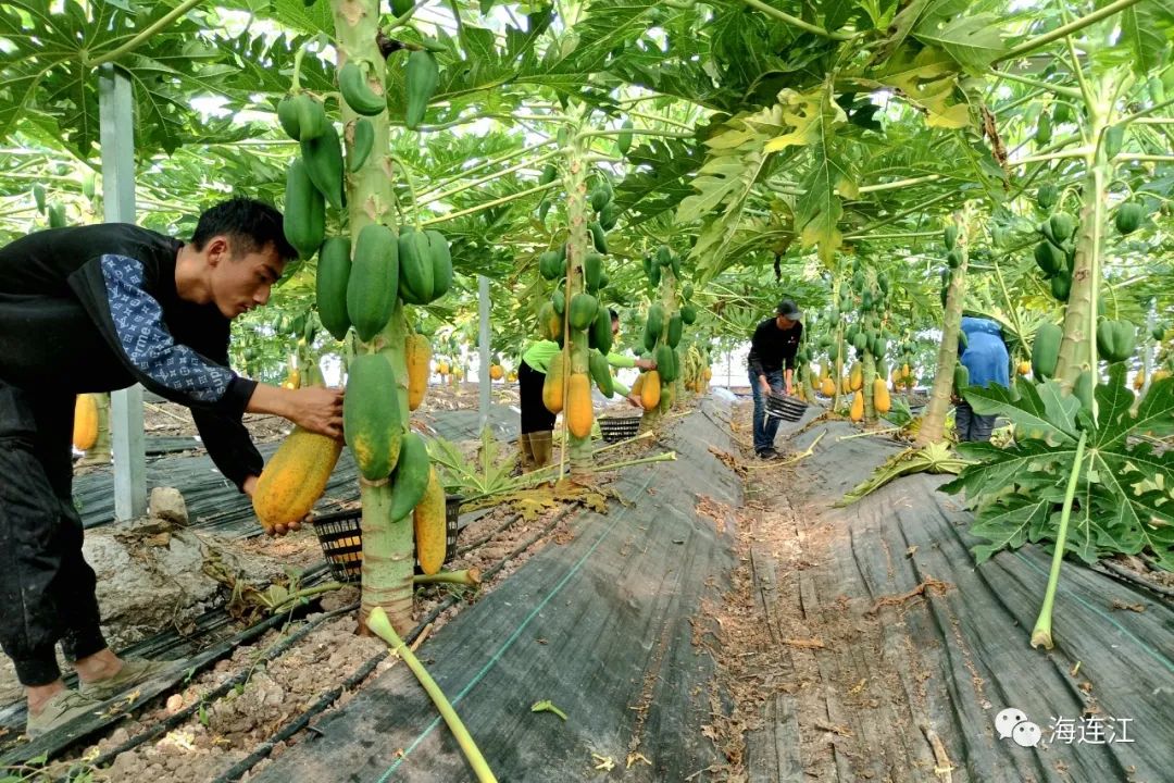 台湾引进！连江试种成功！