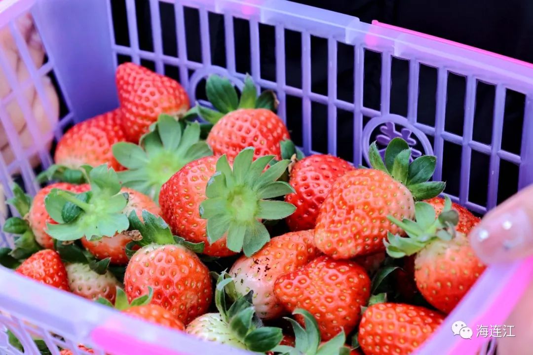 约起！连江这里的草莓，熟啦！