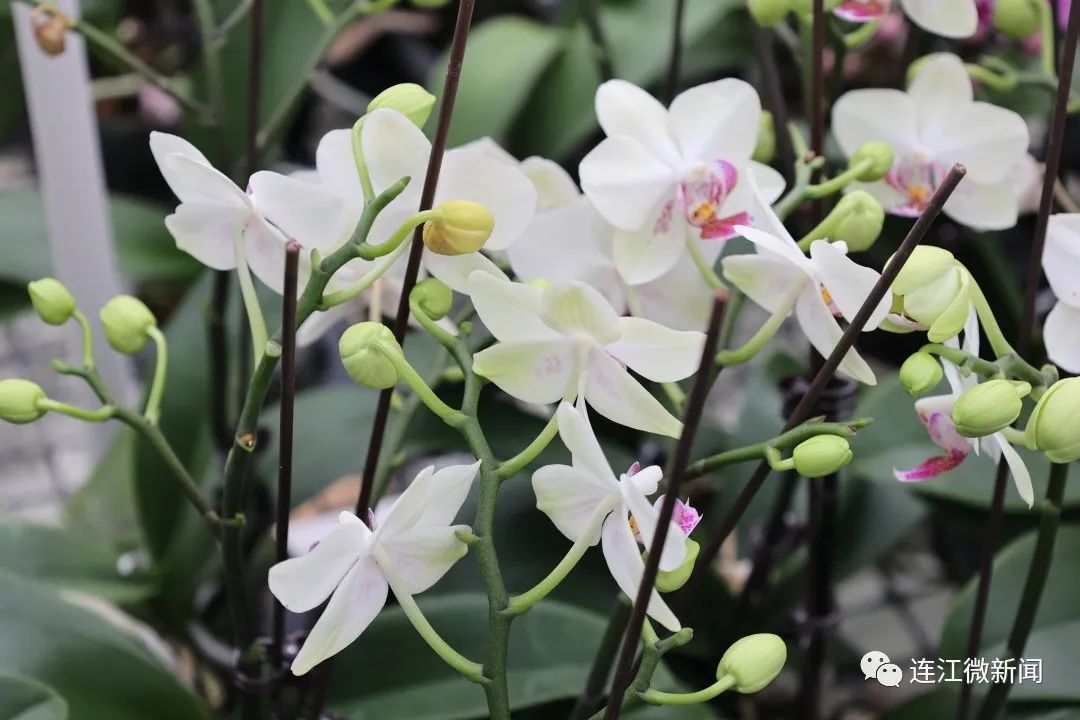 太美了！连江这里开满“致富花”！