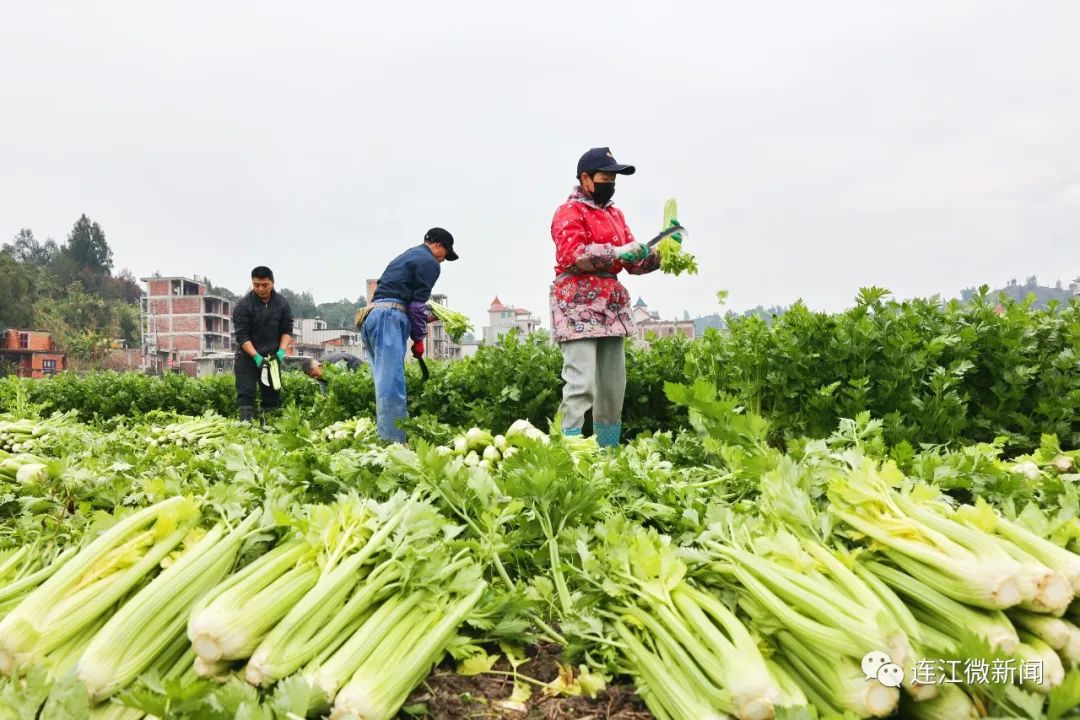 拎稳“菜篮子”，连江春节供应“不打烊”！