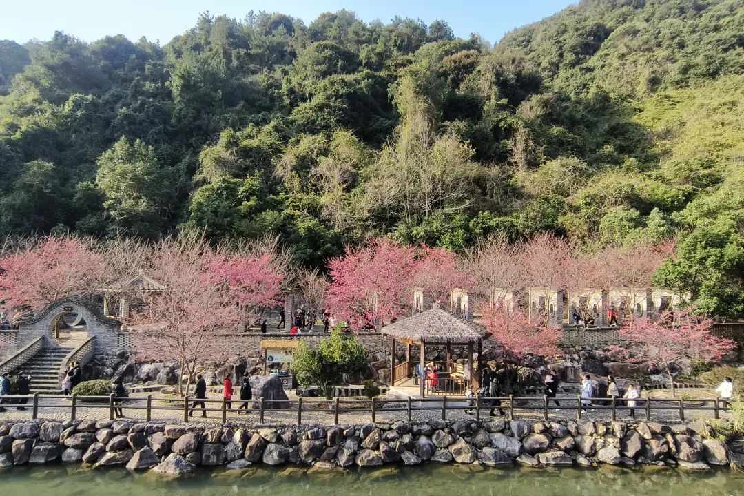 【网络中国节·春节】太太太美了！连江这里花开成海！