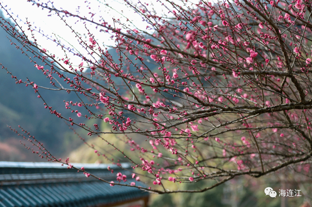 美如画！连江梅花怒放！