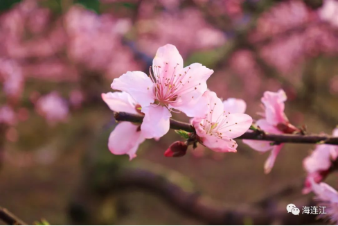春天，来连江寻一场桃花缘！