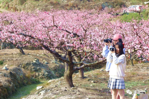 春天，来连江寻一场桃花缘！