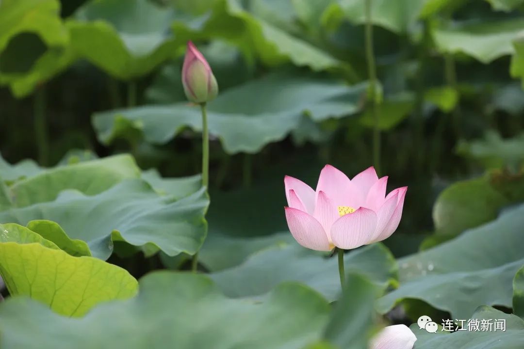 找到了！连江最美“夏雨荷”！