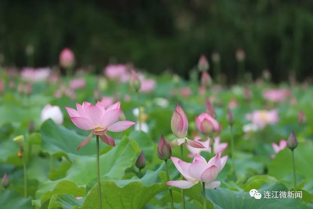 找到了！连江最美“夏雨荷”！