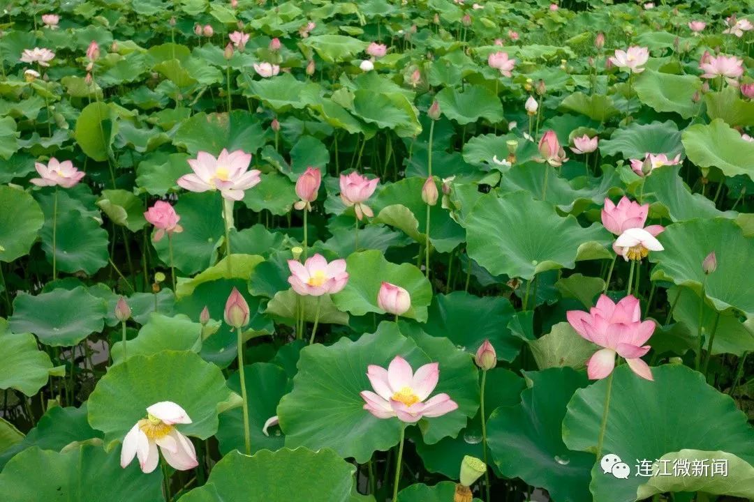 找到了！连江最美“夏雨荷”！