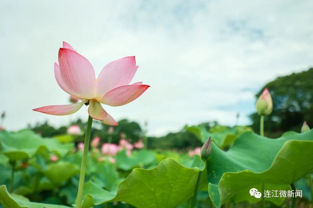 找到了！连江最美“夏雨荷”！