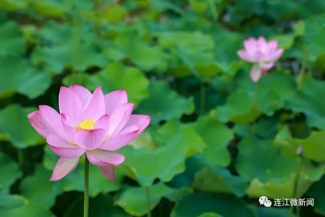 找到了！连江最美“夏雨荷”！