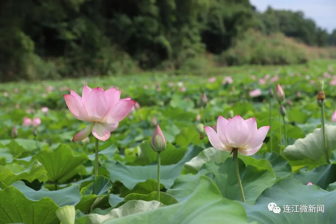 找到了！连江最美“夏雨荷”！