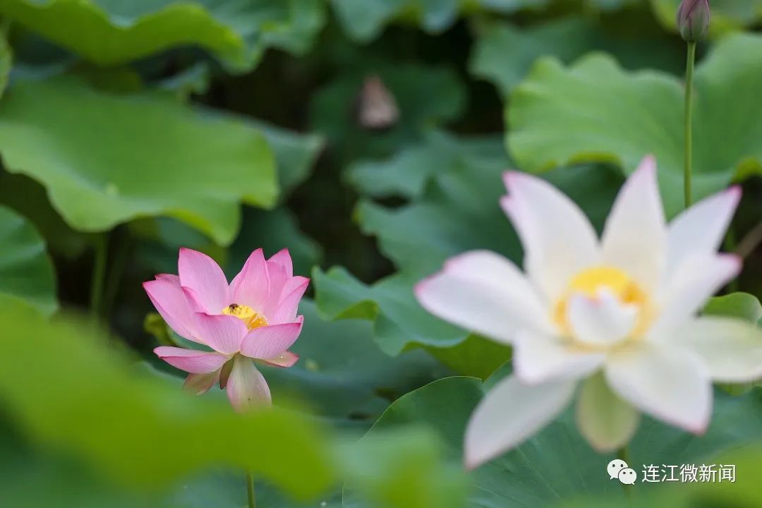 找到了！连江最美“夏雨荷”！