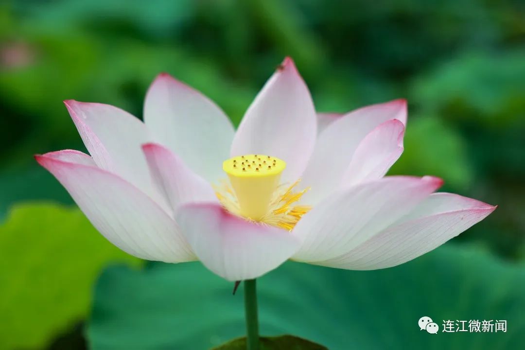 找到了！连江最美“夏雨荷”！