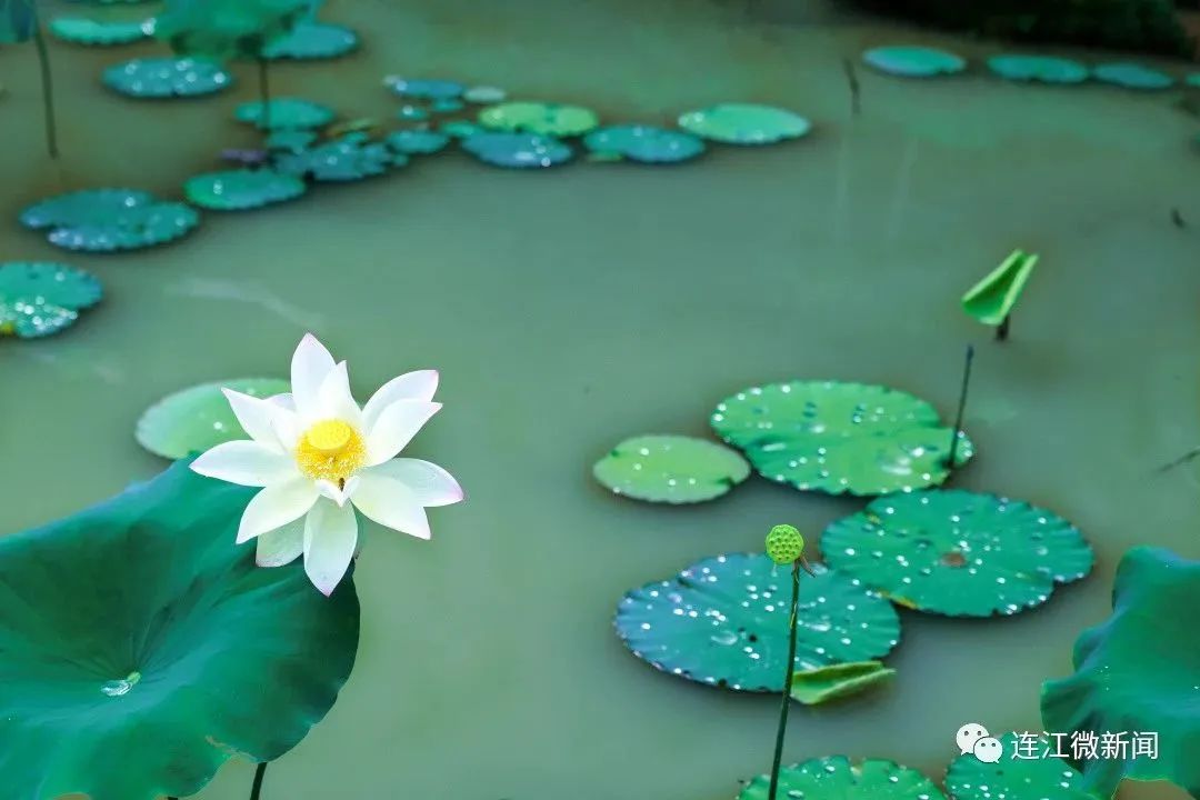 找到了！连江最美“夏雨荷”！