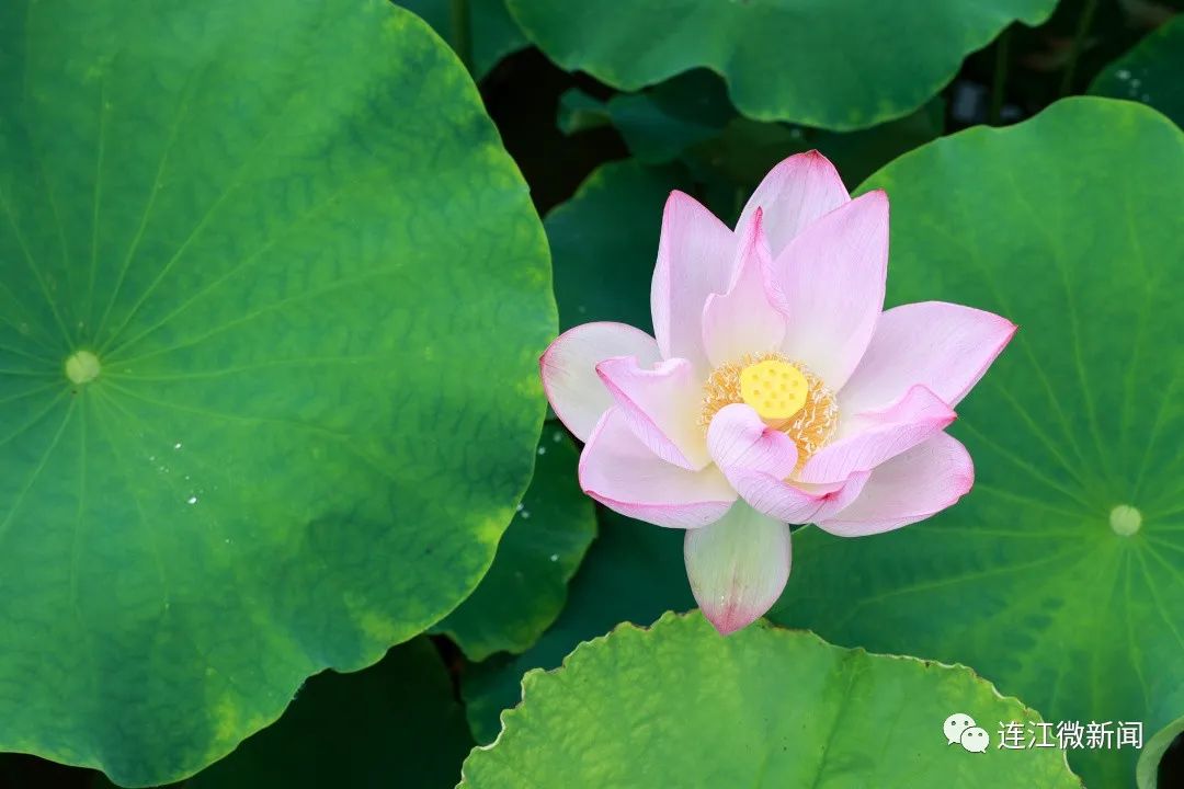 找到了！连江最美“夏雨荷”！