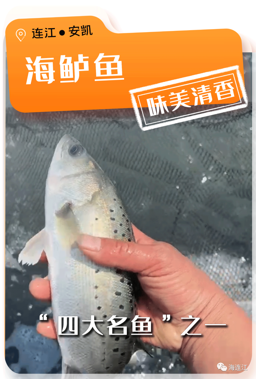 争“鲜”上市！休渔期，连江人就吃……