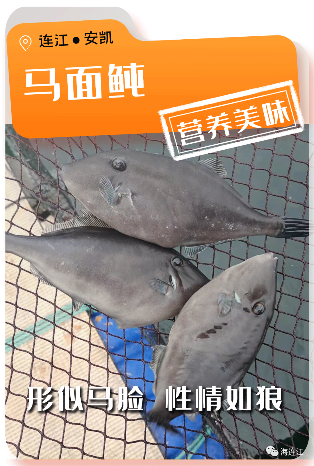 争“鲜”上市！休渔期，连江人就吃……