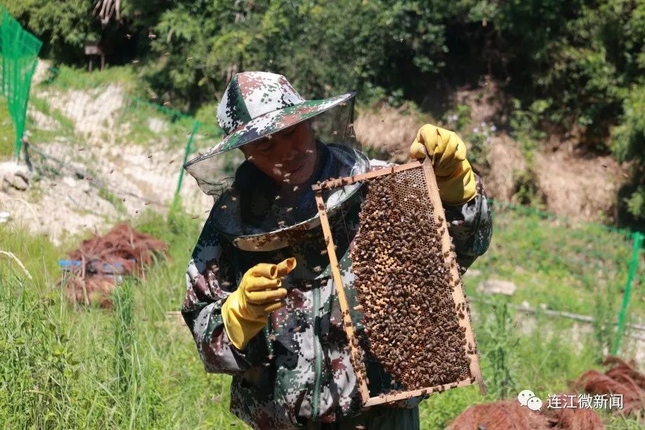 连江深山“软黄金”，甜到心坎！