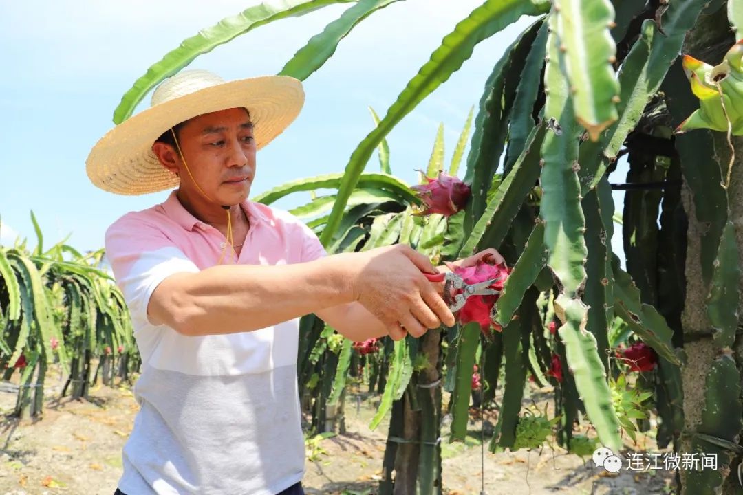 甜翻这个夏天！连江东岱800亩火龙果熟了