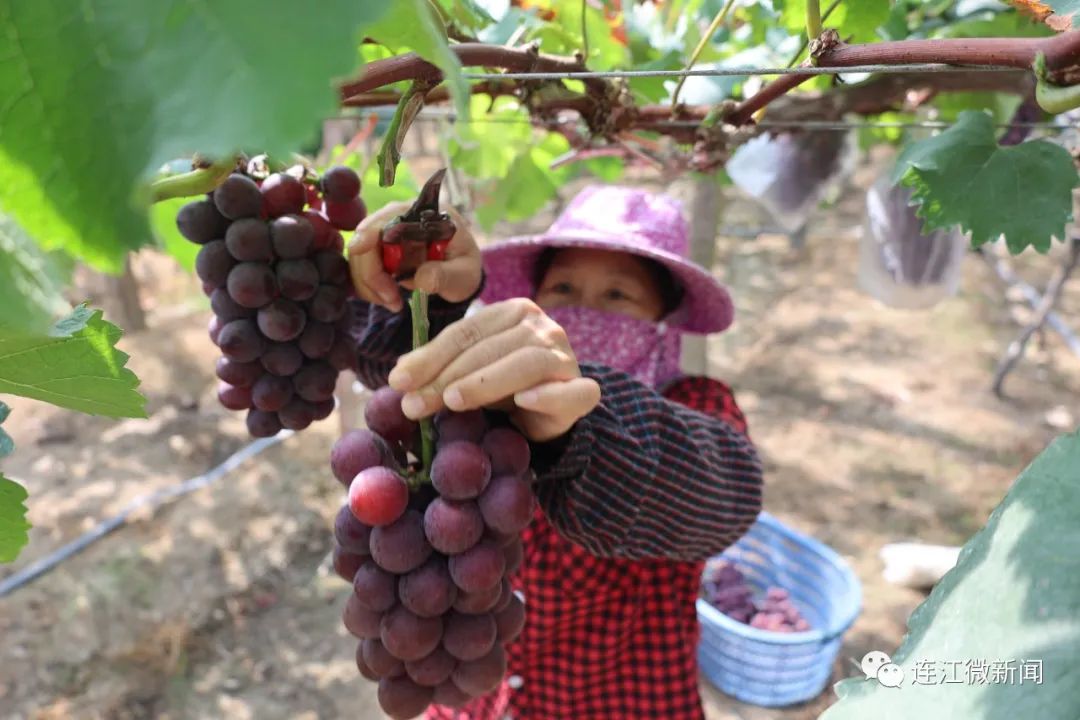 夏日高甜！连江“紫玛瑙”来啦！