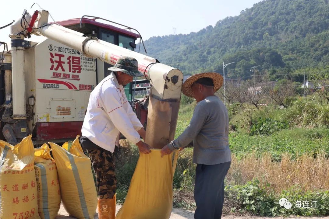 1300亩，金黄！连江来守护！