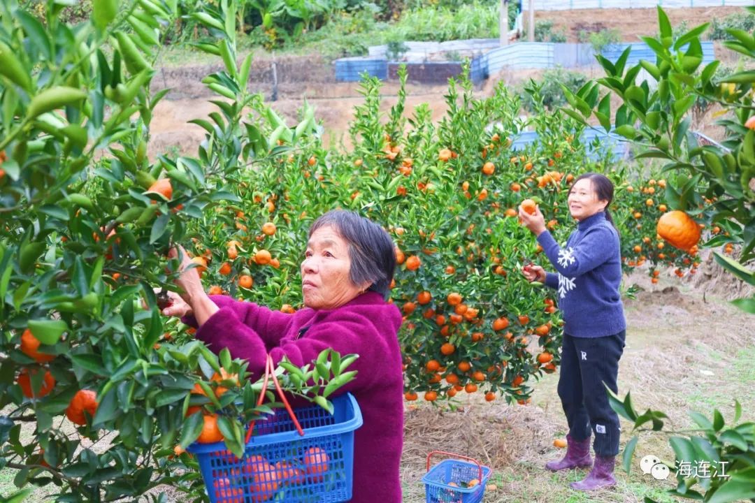 熟了！正在上市，连江人过年少不了它！