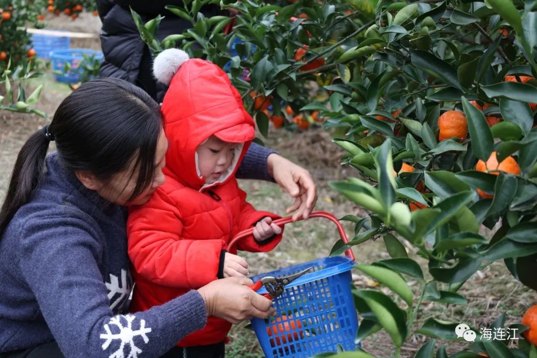 熟了！正在上市，连江人过年少不了它！