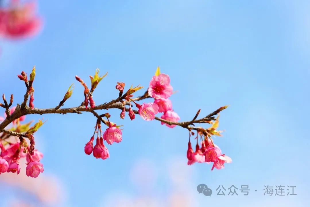 “樱”你而来！连江这里太浪漫啦！