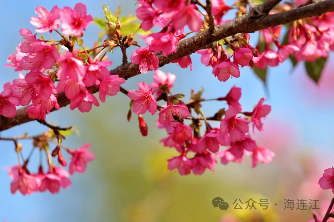 “樱”你而来！连江这里太浪漫啦！