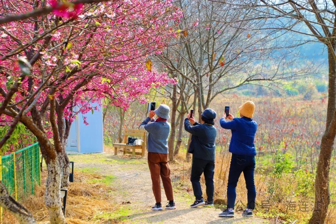 “樱”你而来！连江这里太浪漫啦！