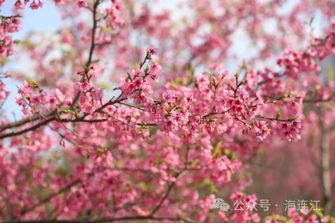 “樱”你而来！连江这里太浪漫啦！