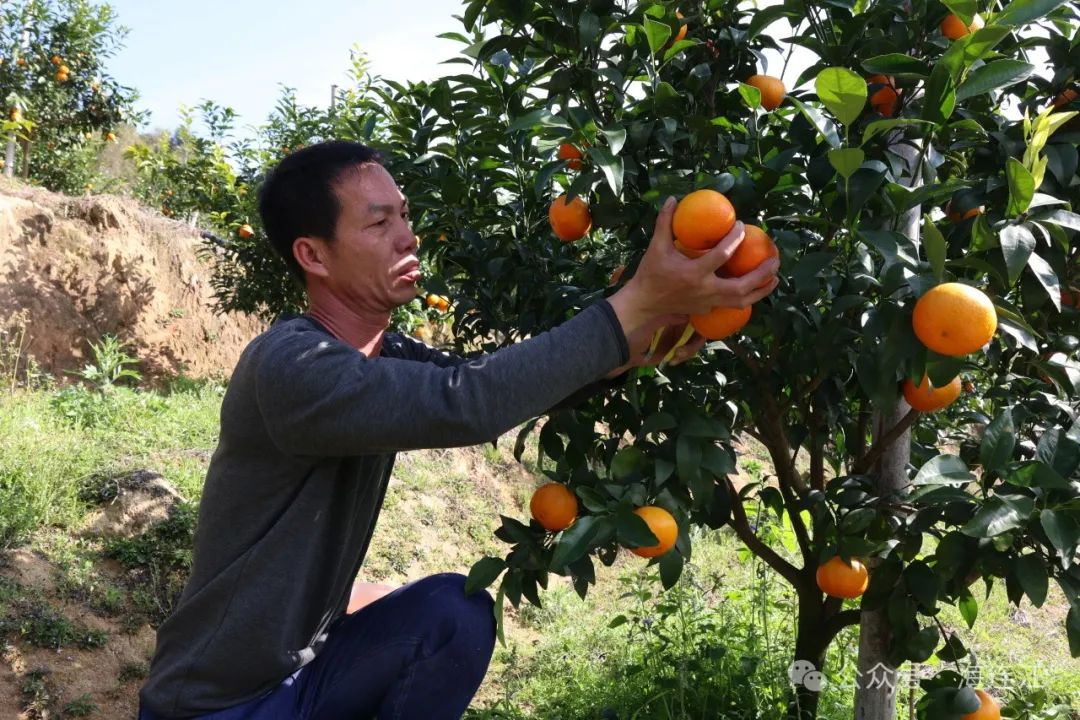 “柑”甜可口！连江正大量上市！