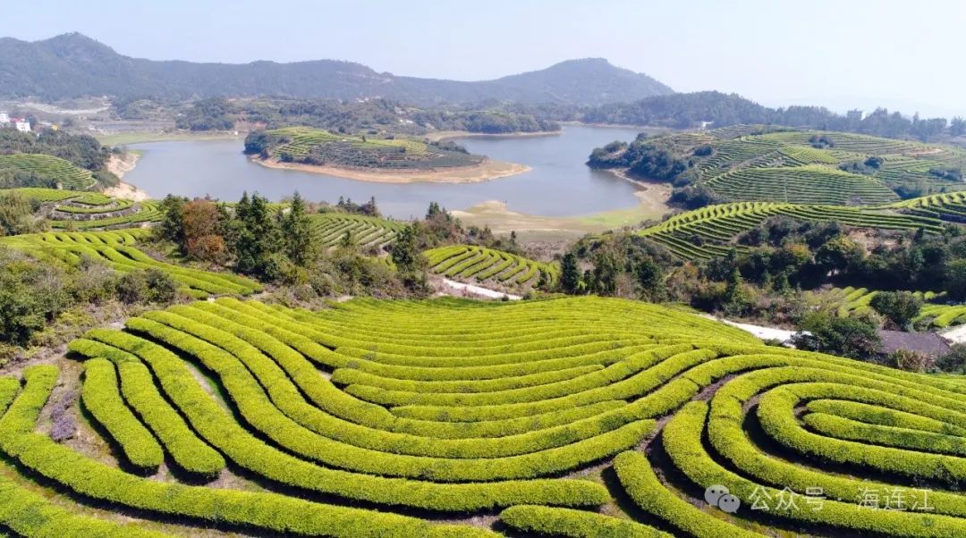 浅饮一杯“春”！连江“明前茶”开采