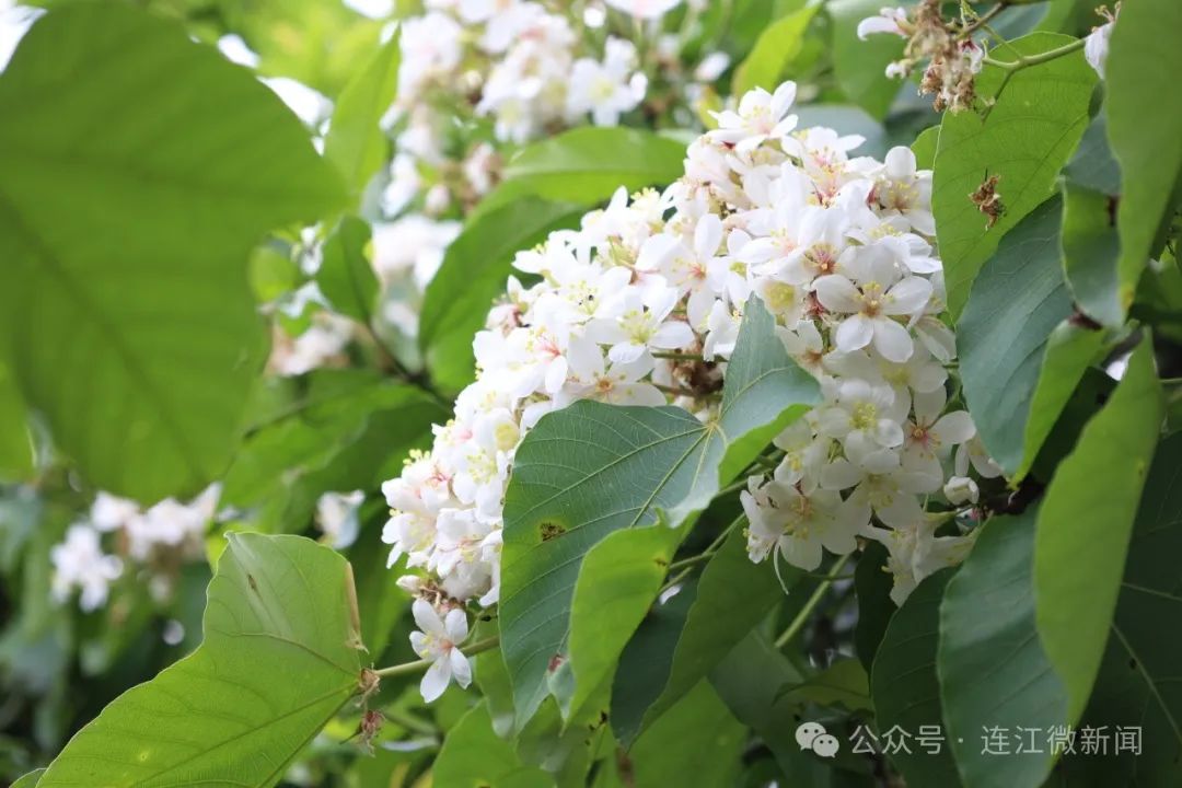 美爆了！五月的连江下了一场“雪”