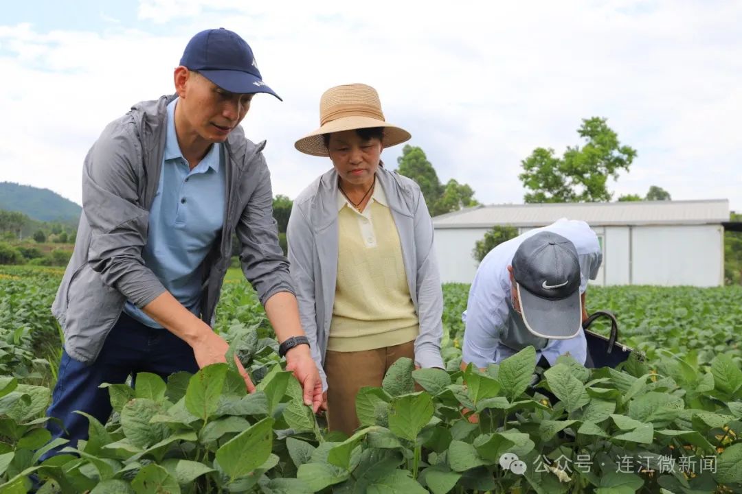 农技专家田头“支招” 助力千亩毛豆采收