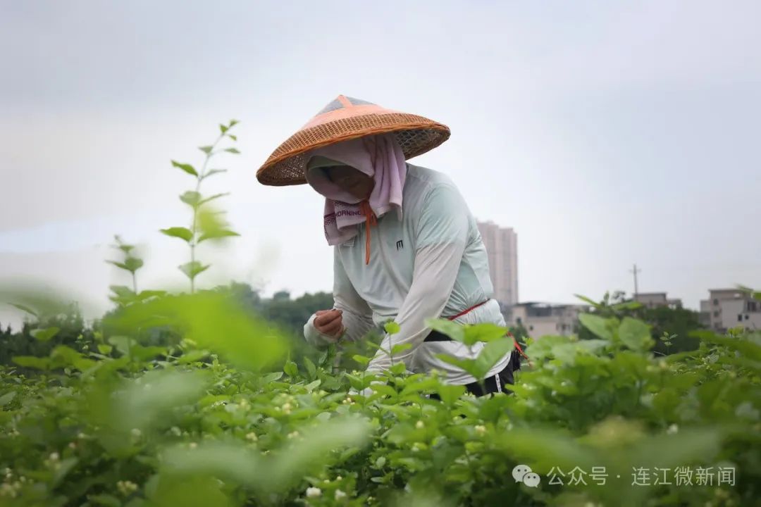 花香四溢！连江这里正盛开