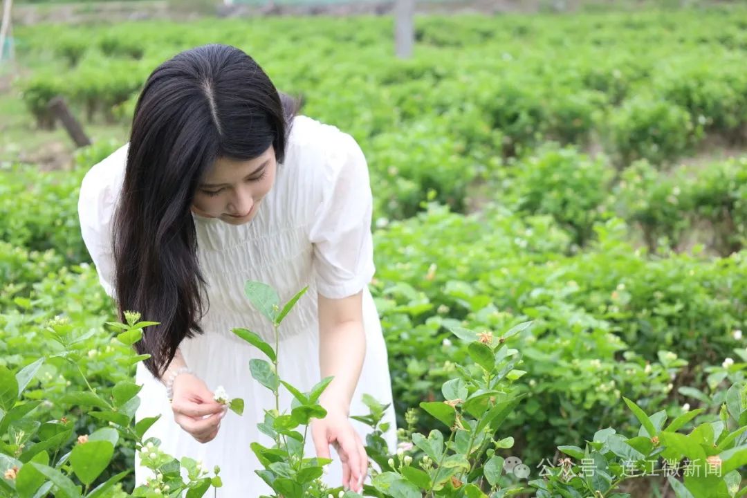 花香四溢！连江这里正盛开