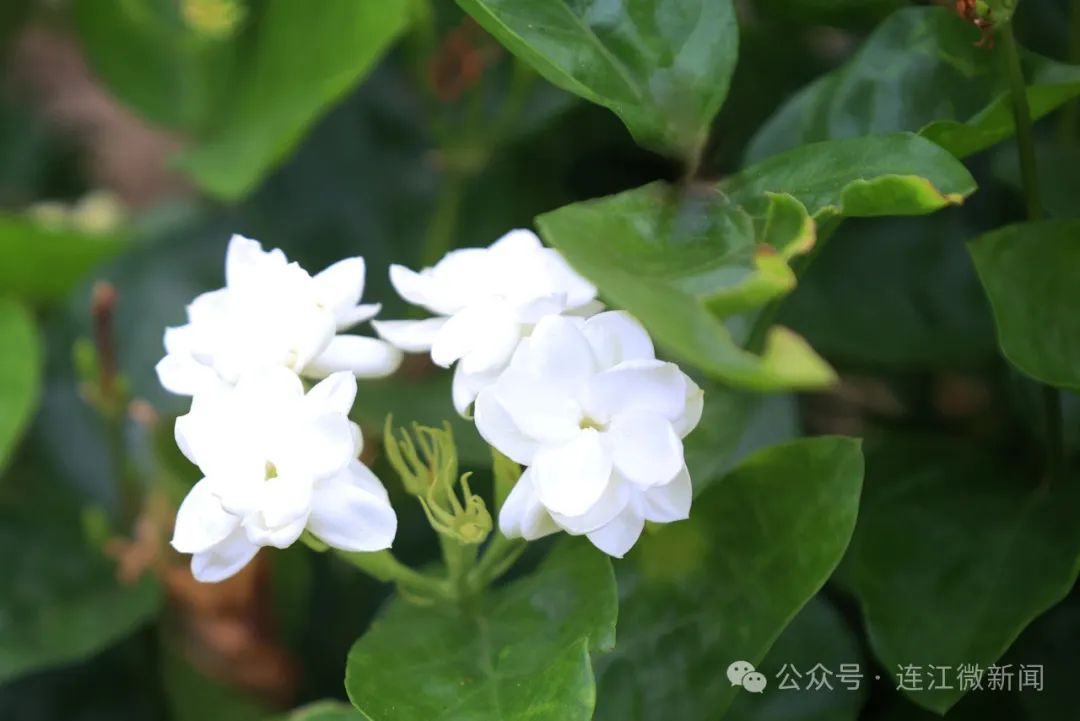 花香四溢！连江这里正盛开