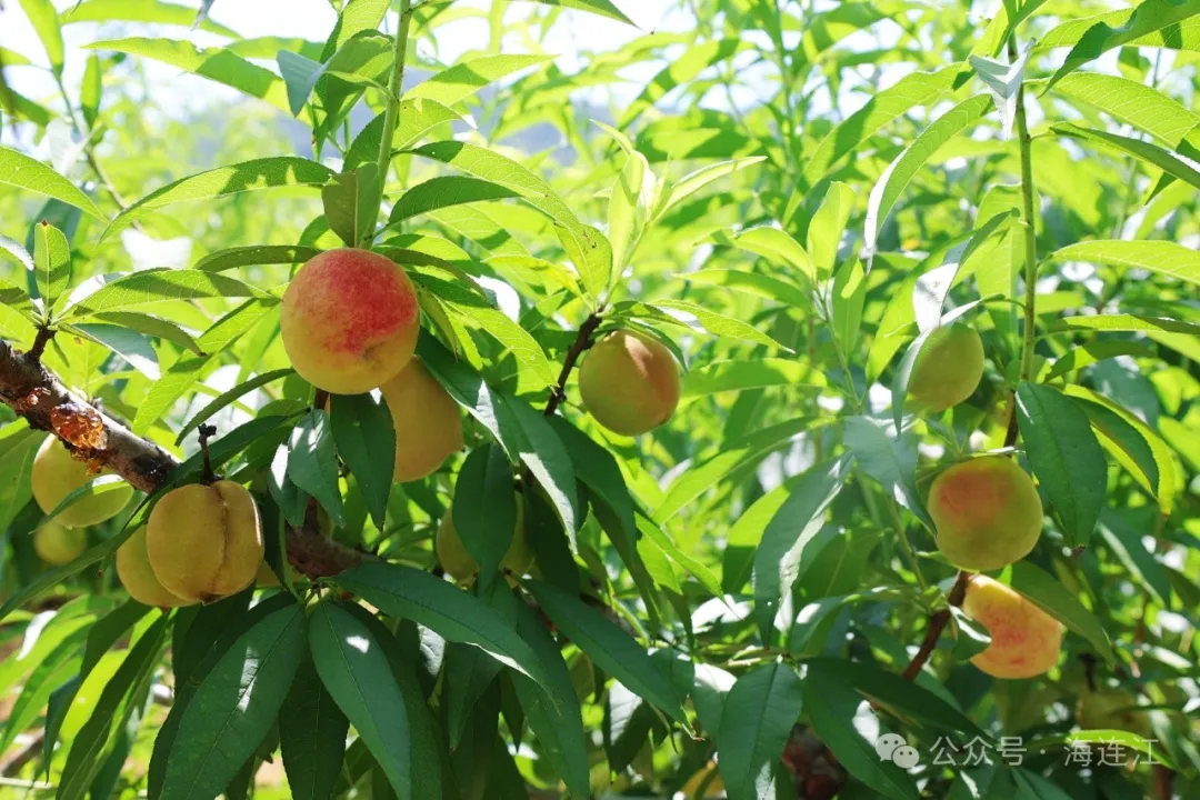 “桃”醉一夏！连江水蜜桃甜蜜上市！