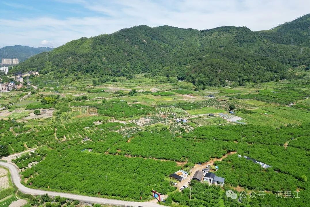 “桃”醉一夏！连江水蜜桃甜蜜上市！