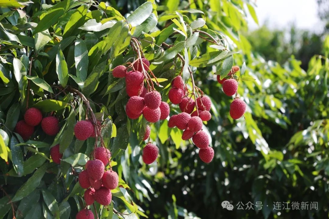 红红火火！连江这里超美味！